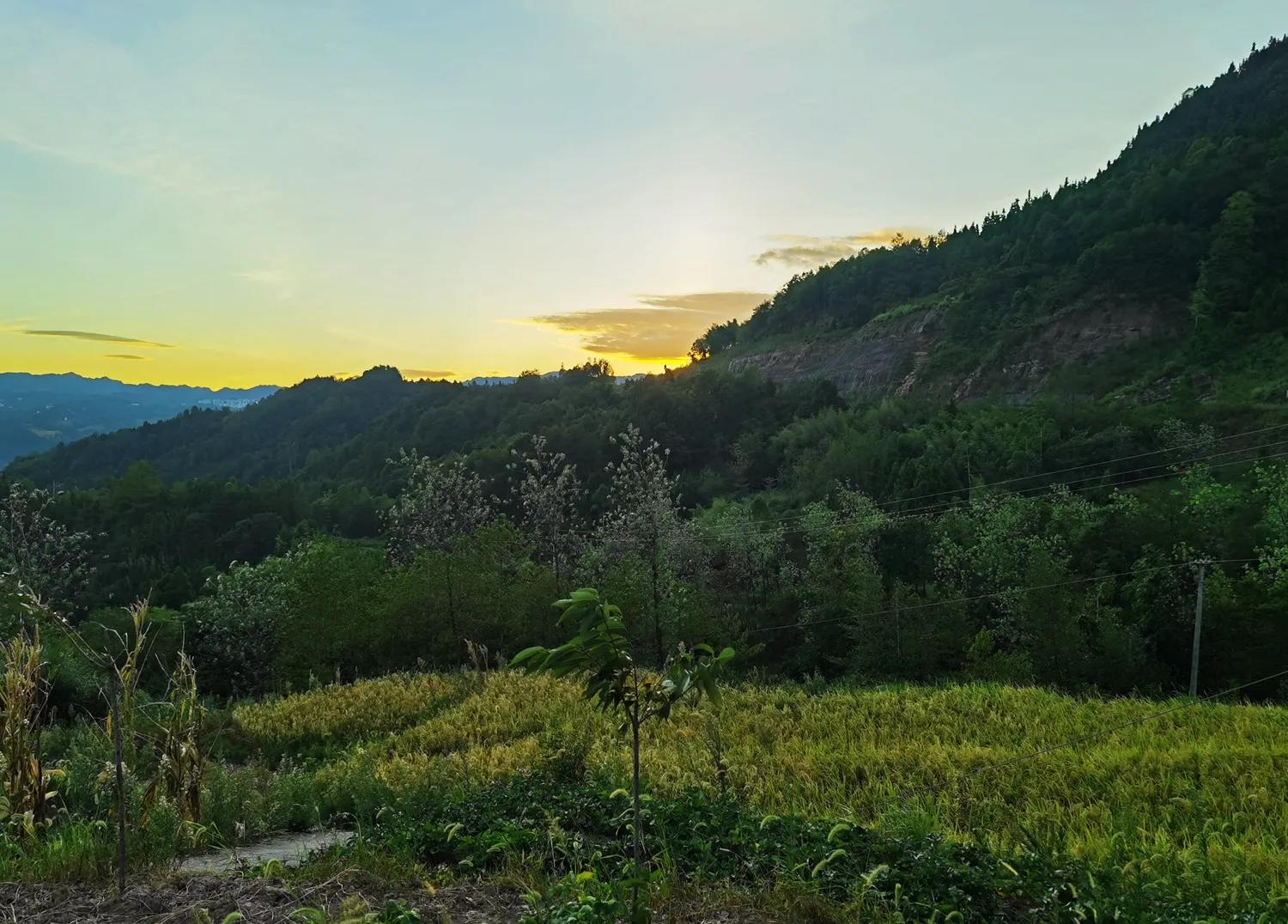 稻菽飘香各地丰收忙,稻菽飘香图片