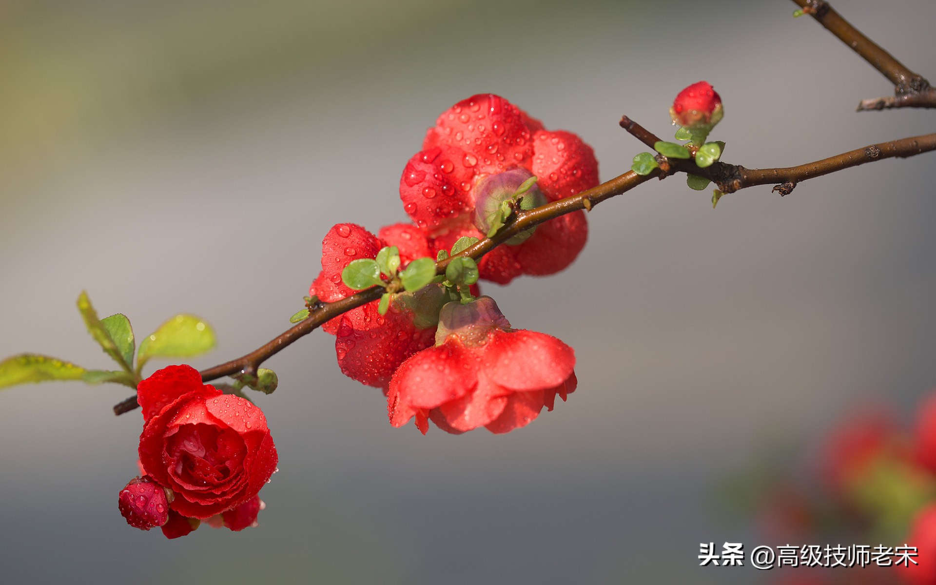 海棠花叶子发黄枯萎怎么办,海棠花树叶子枯萎怎么办