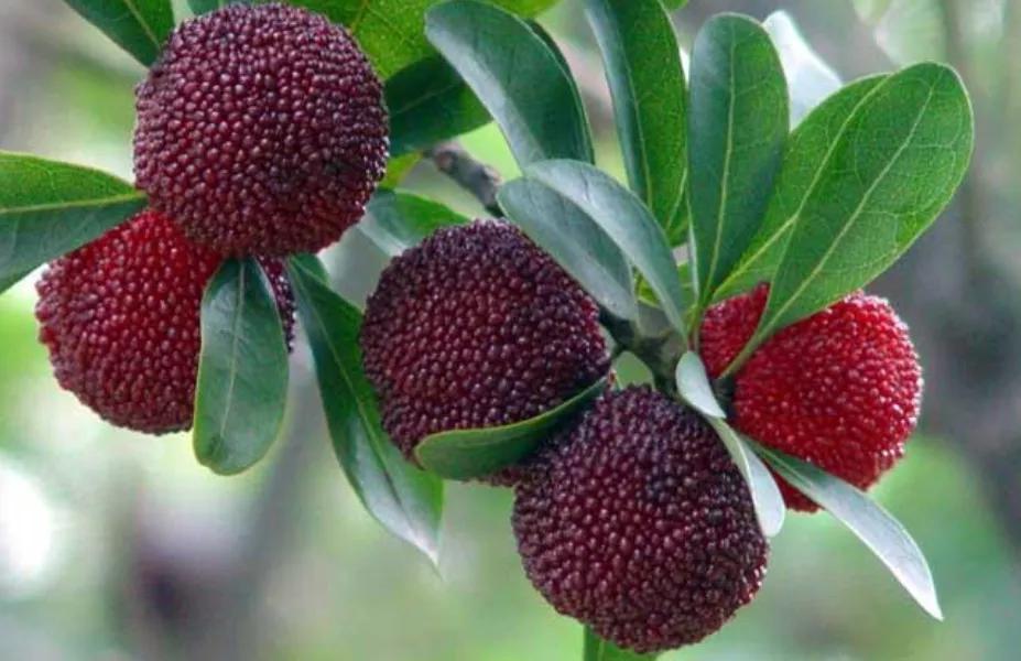 二月二料豆各种做法,二月二料豆