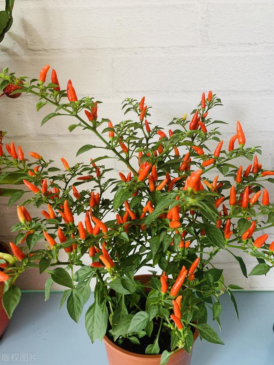 辣椒盆栽开花不结果是咋回事,辣椒开花有蚜虫怎么办