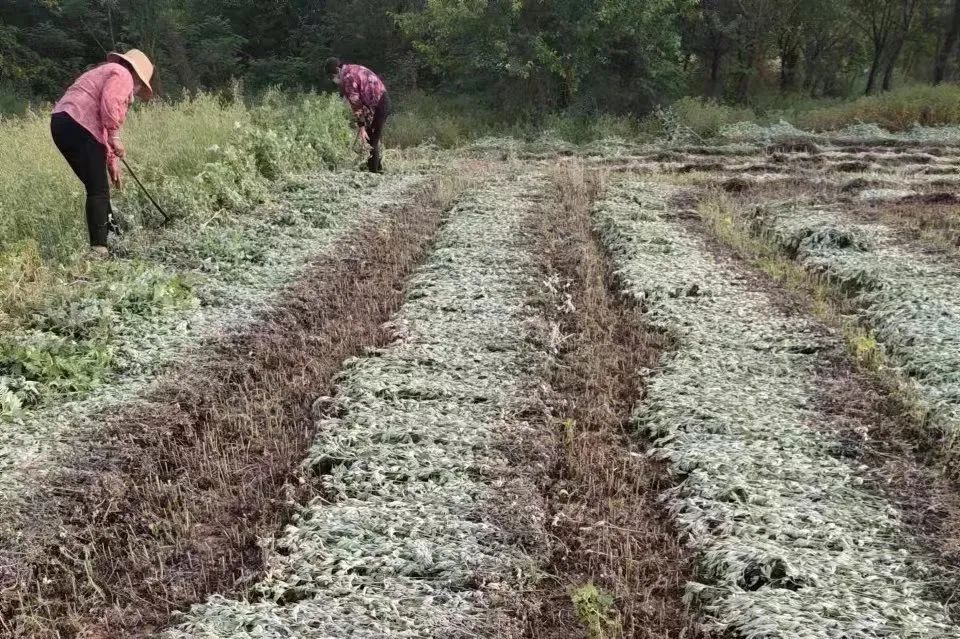 产业“联姻”产下“金娃娃”！
