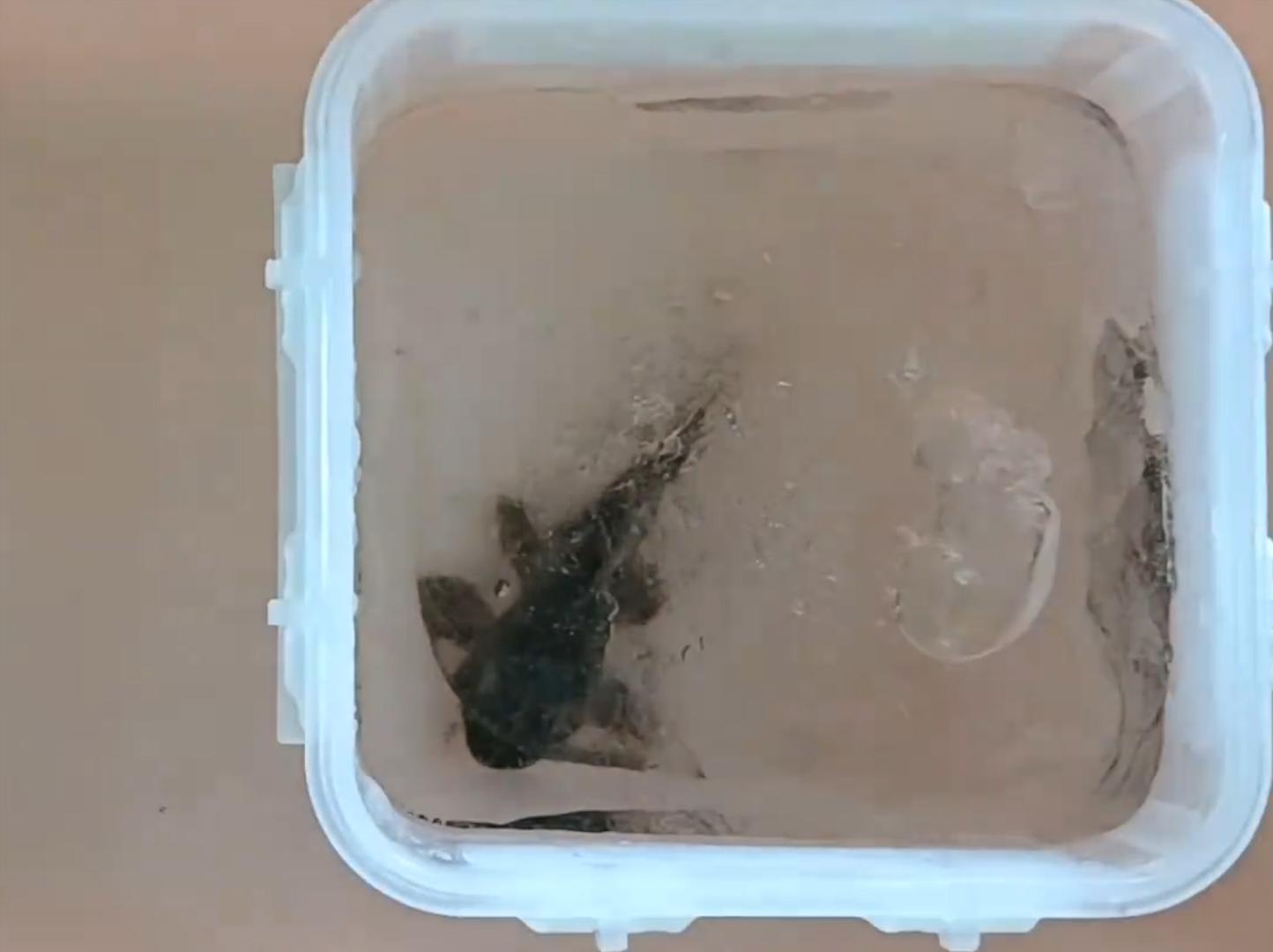 甲鱼冷冻多久可以复活,冰冻的一个月的甲鱼能否复活