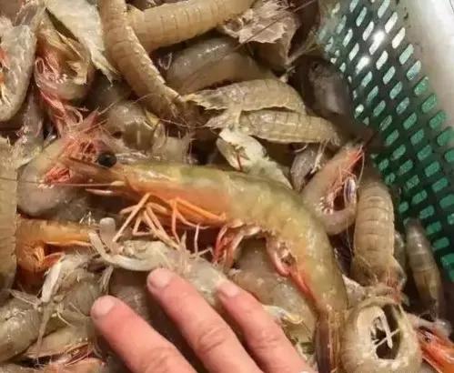 东海开海有什么海鲜,相约开海季一大波诱人海鲜来袭