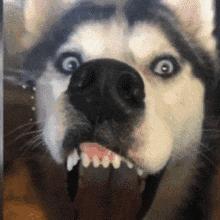 狗子为啥越喂越瘦,狗子越来越瘦但是很能吃