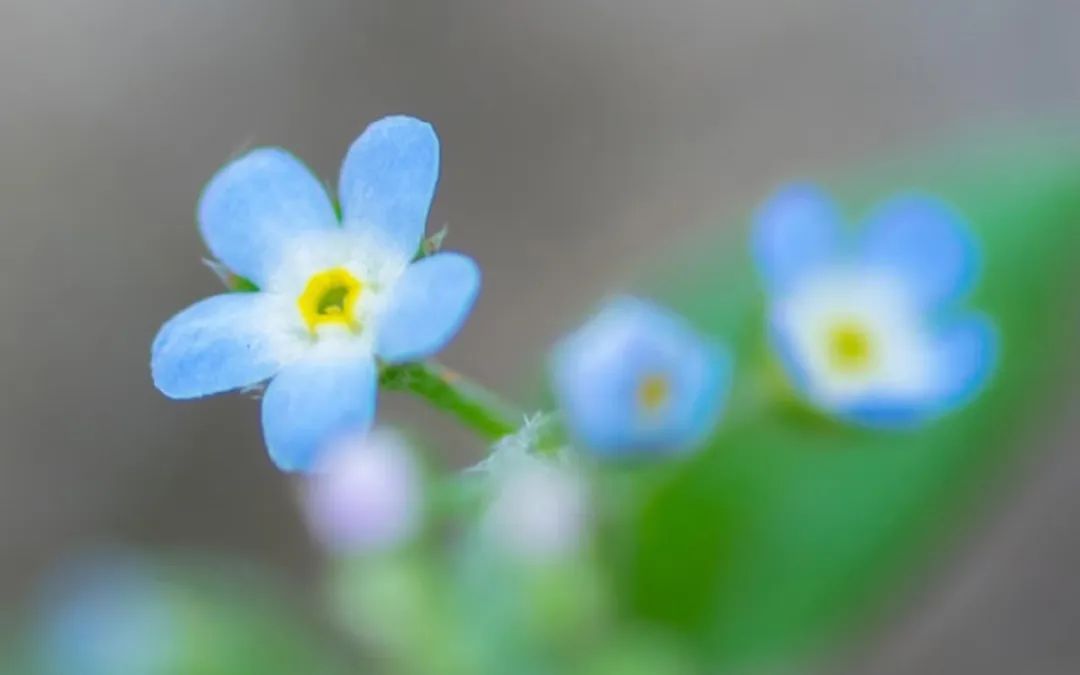 诗词中的夏日,惊艳岁月的绝美诗词