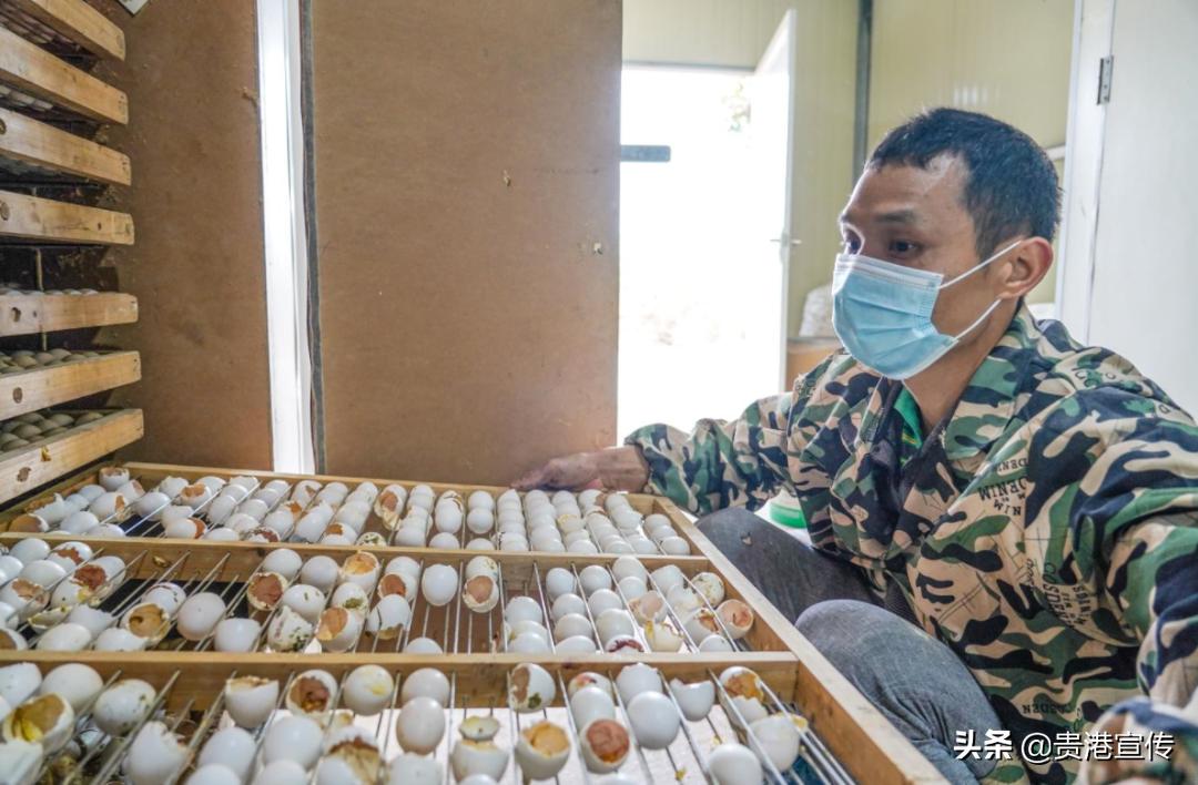 广西贵港鸽王,贵港鸽王