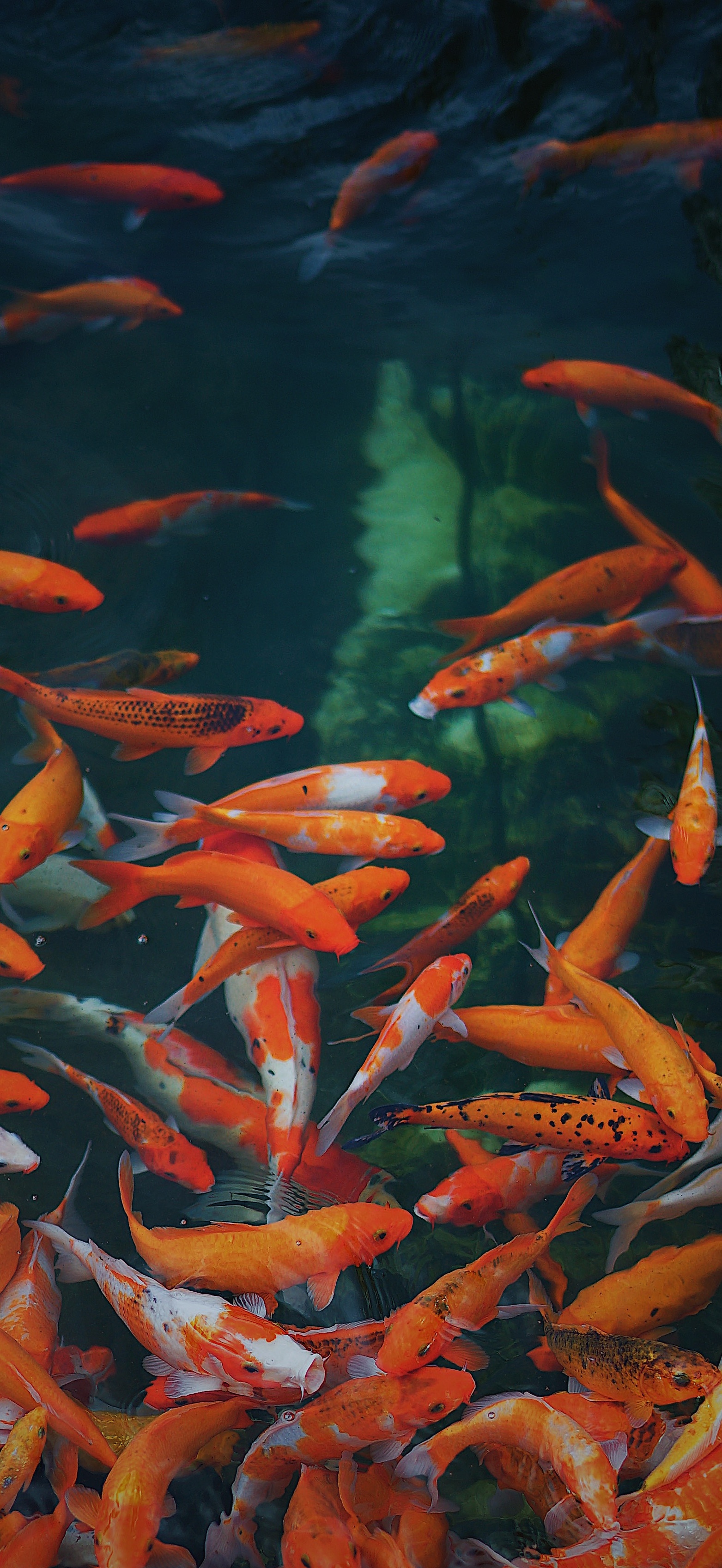 原图壁纸：鱼儿在海里游来游去，自由自在