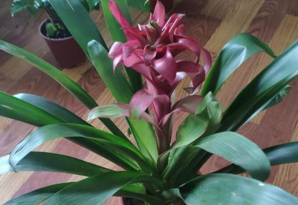 家里的鸿运当头花不红的原因找到了,这几方面入手,轻松给解决