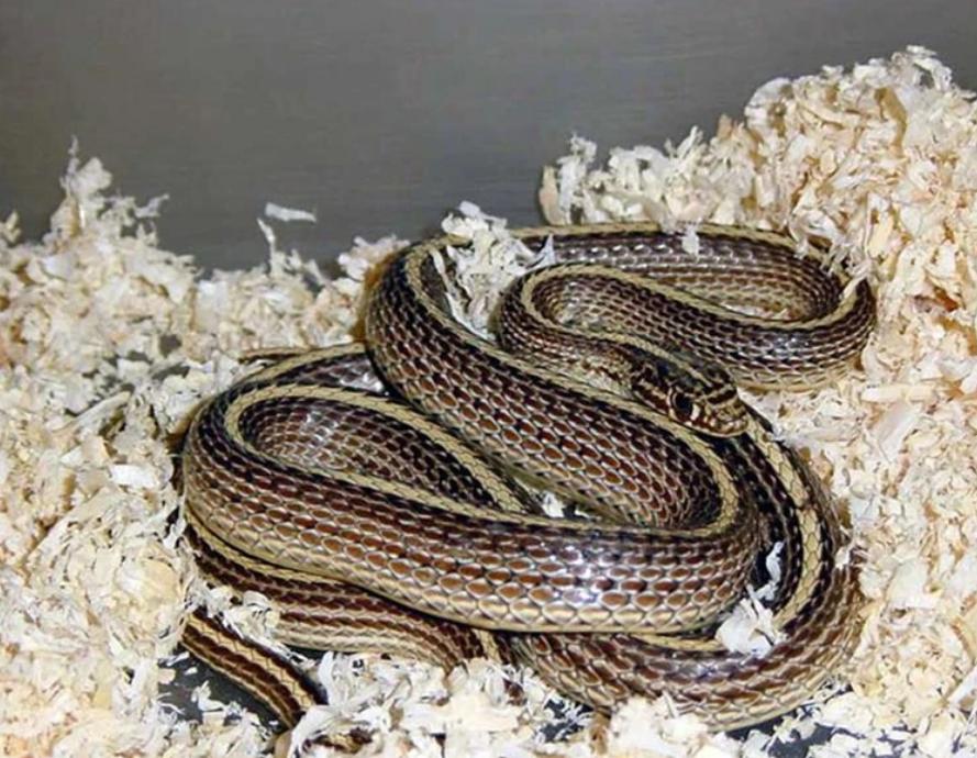 蛇类大全图鉴,蛇类大全