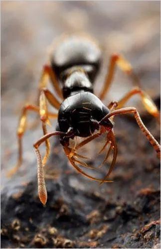 亚马逊河流域动物战斗力大比拼,亚马逊河流观赏鱼实力