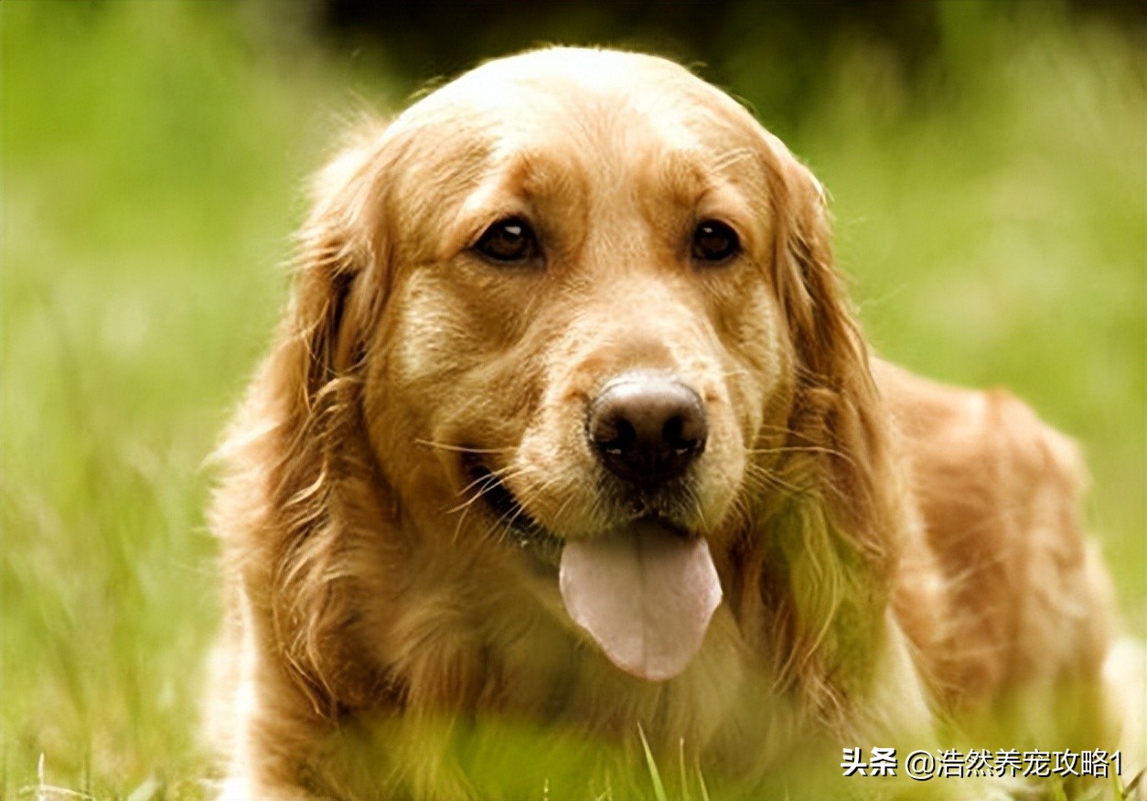 金毛怎么能养胖胖的,金毛瘦吃什么狗粮