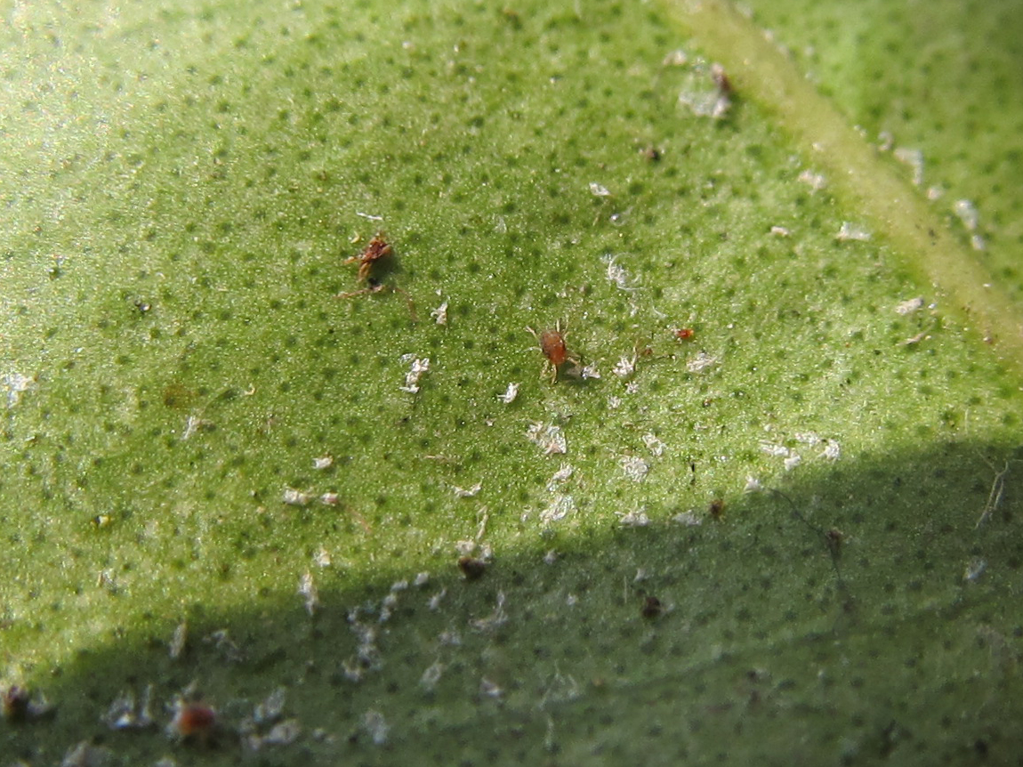 柑橘树红蜘蛛危害后如何恢复,柑橘红蜘蛛蚜虫用什么药防治