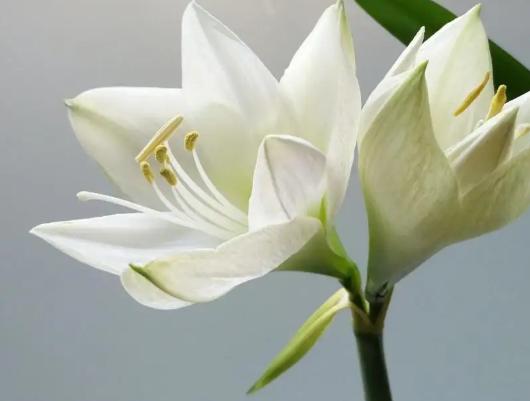 代表着和平的植物为什么是橄榄枝,橄榄枝是什么植物