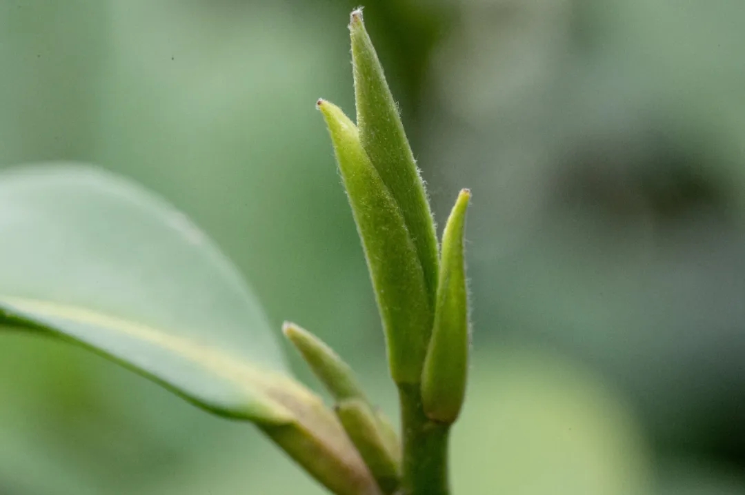 信阳毛尖一芽一叶的价格,信阳毛尖是一芽一叶茶吗