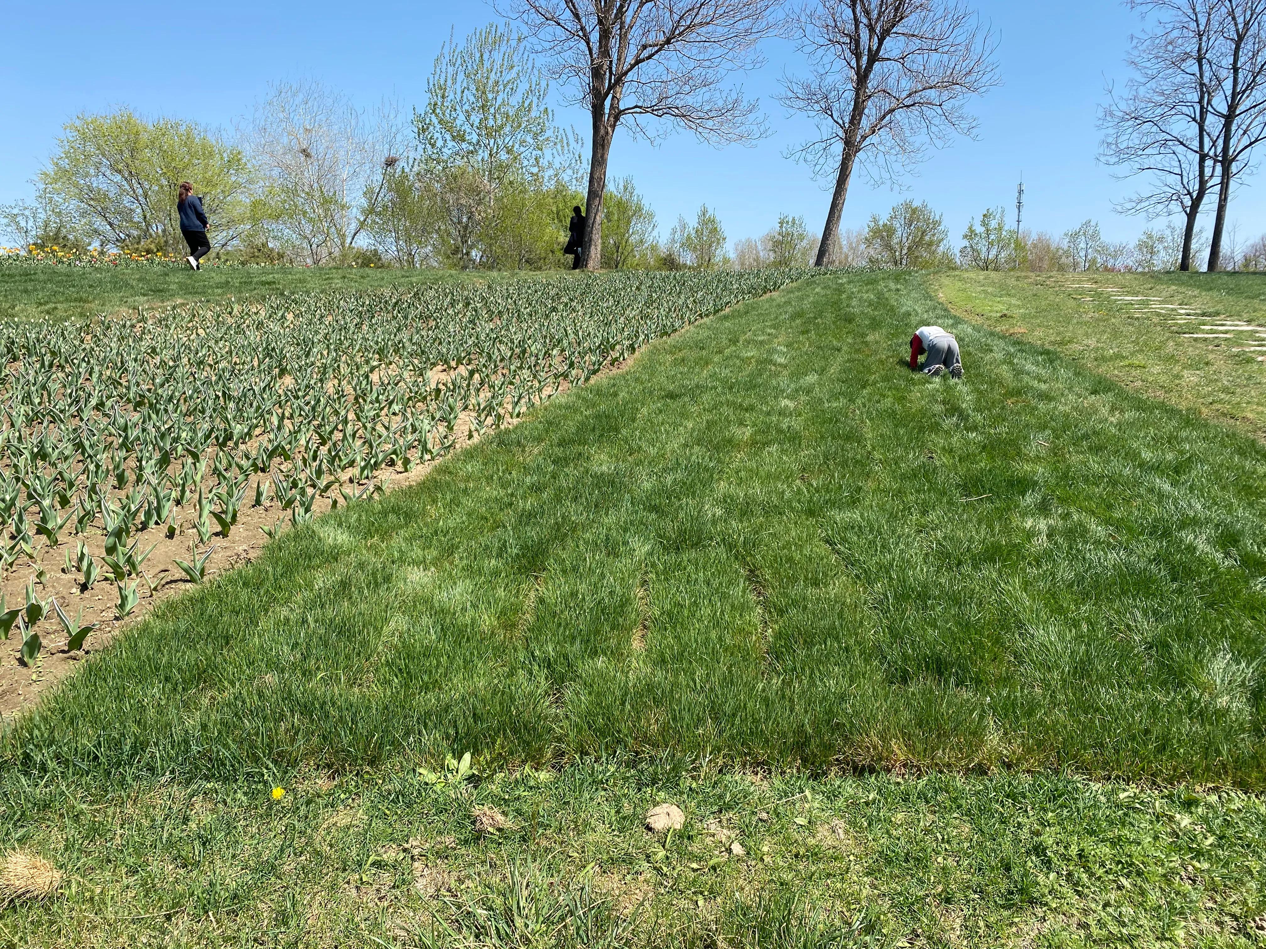 北京鲜花港郁金香节,顺义鲜花港郁金香盛开