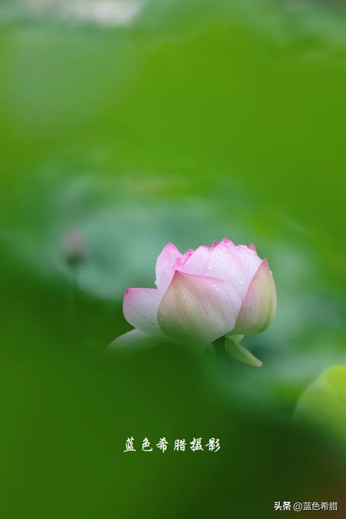 绚烂夏花，夏日物语，或热烈、或温婉，让这个夏天有了色彩和香气