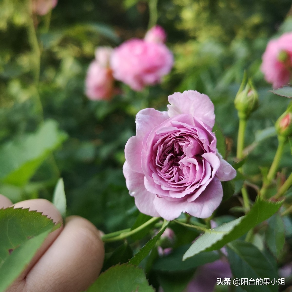 盘点那些容易“一日散”的月季,你还要奋不顾身的选择它们吗?