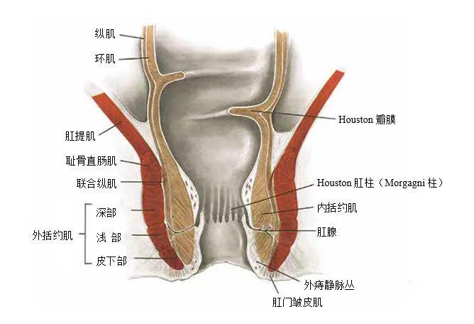 痔疮的中医诊疗方案,痔疮治疗临床经验报道