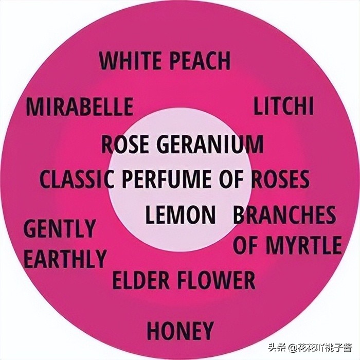 耐阴的月季花品种推荐,抗晒花不散的四季开花月季