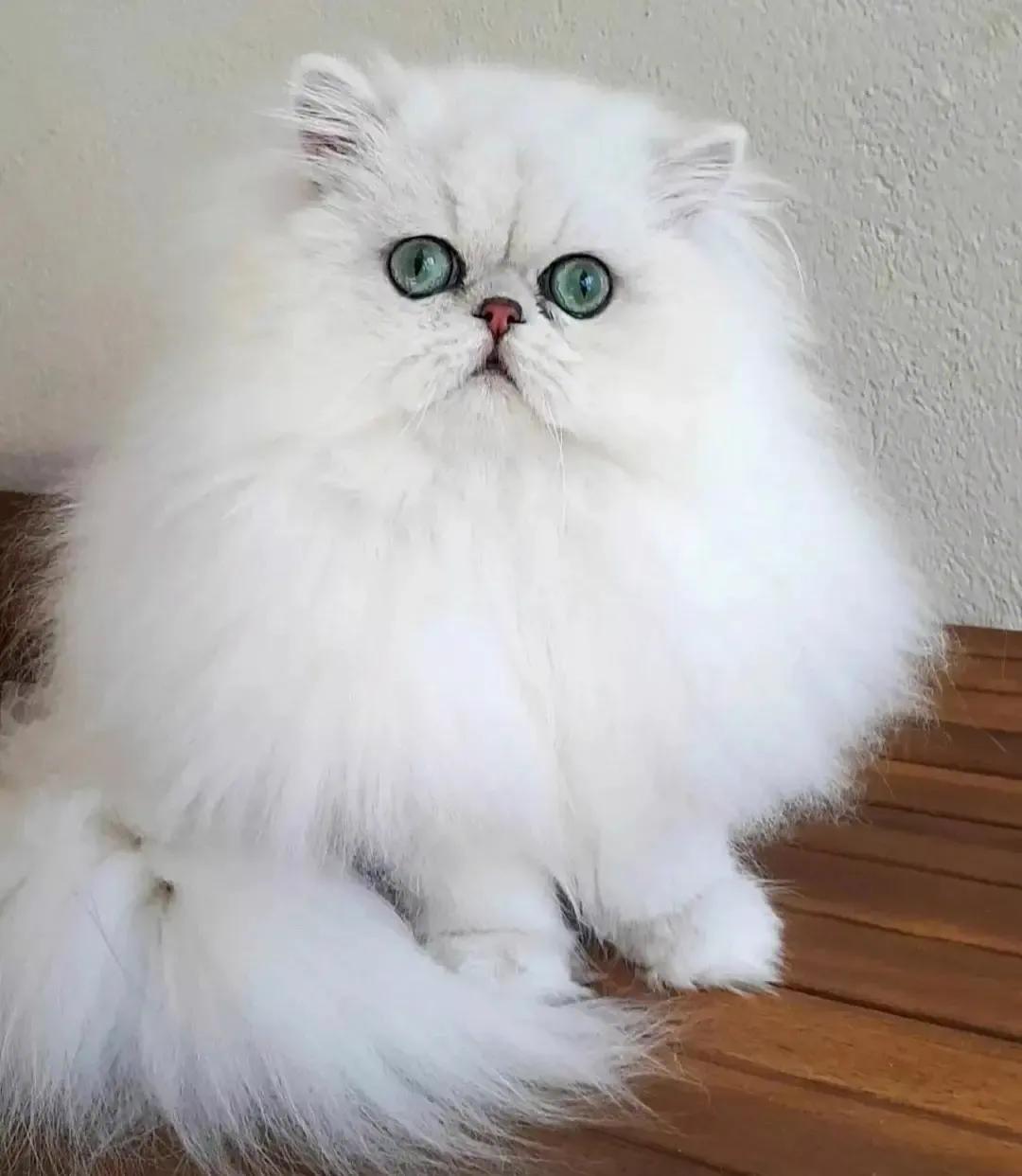 美短猫咪有几种品种,你了解的猫咪品种有几个