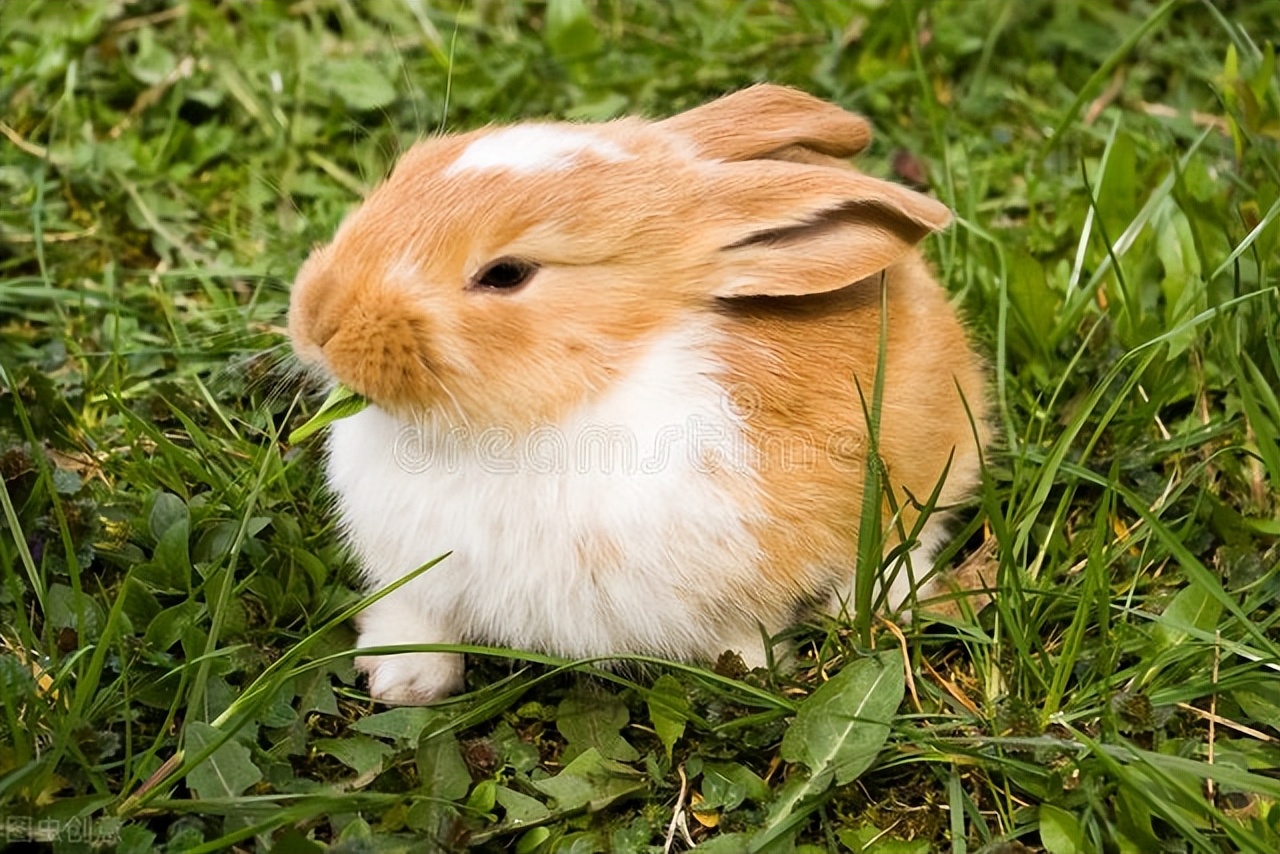 兔子喝水老是打喷嚏怎么回事,兔子感冒打喷嚏有鼻涕吃什么药