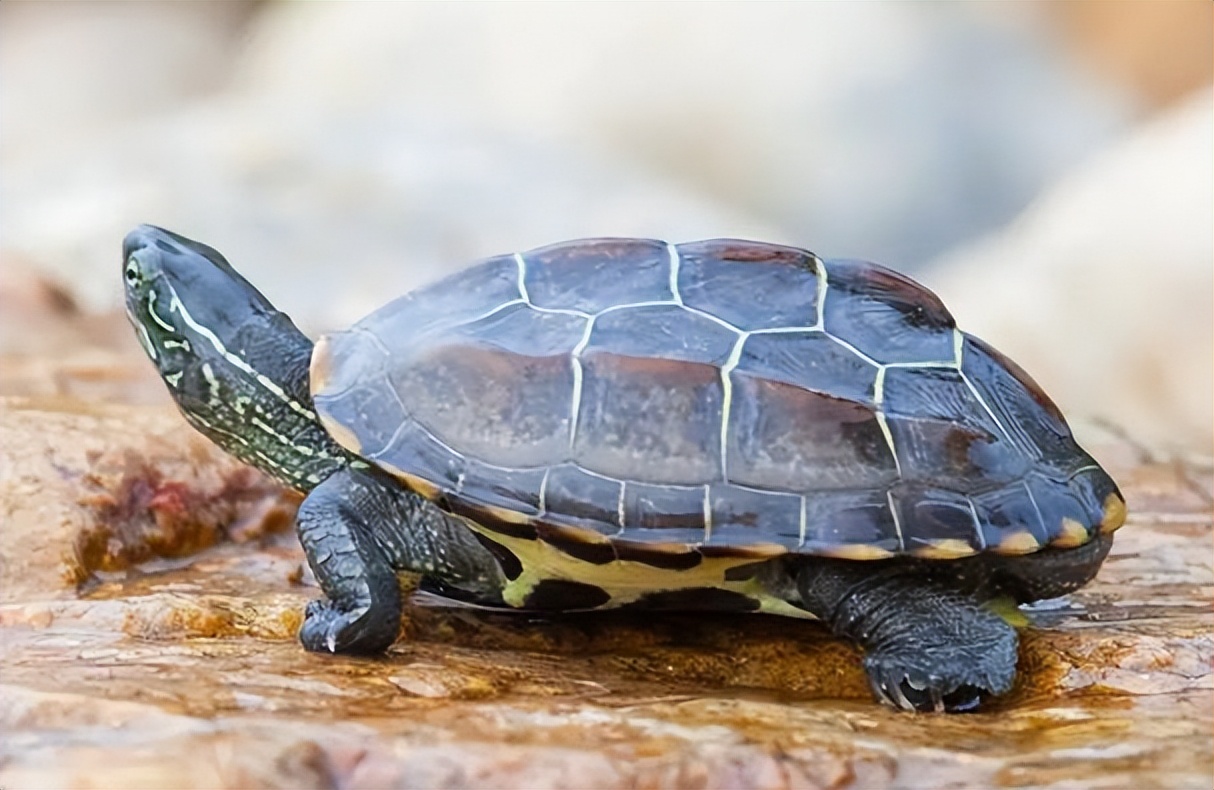 新手养什么龟最合适,花杂草龟适合新手养吗