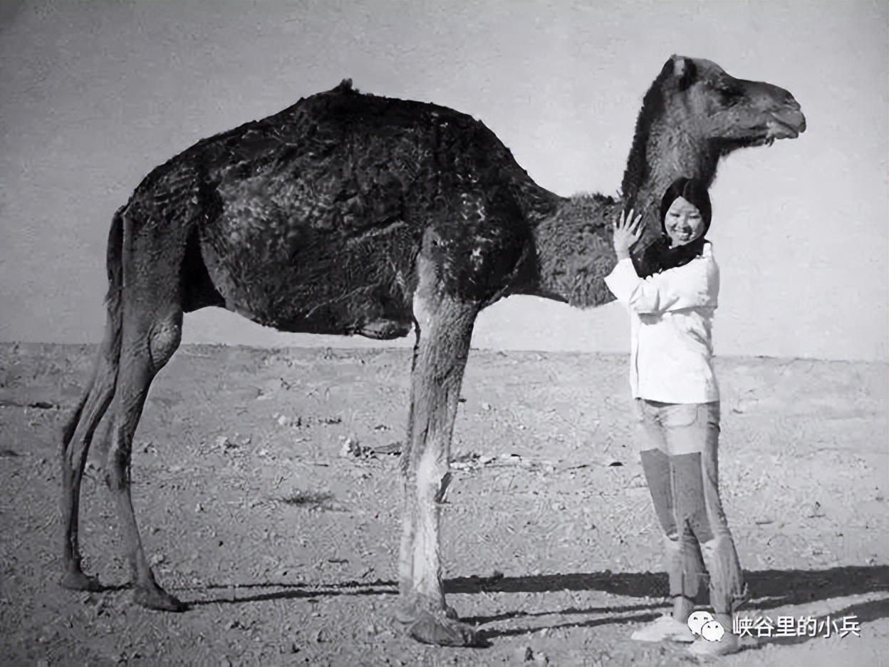 配音素材三毛不求深刻只求简单,三毛生活不求深刻只求简单