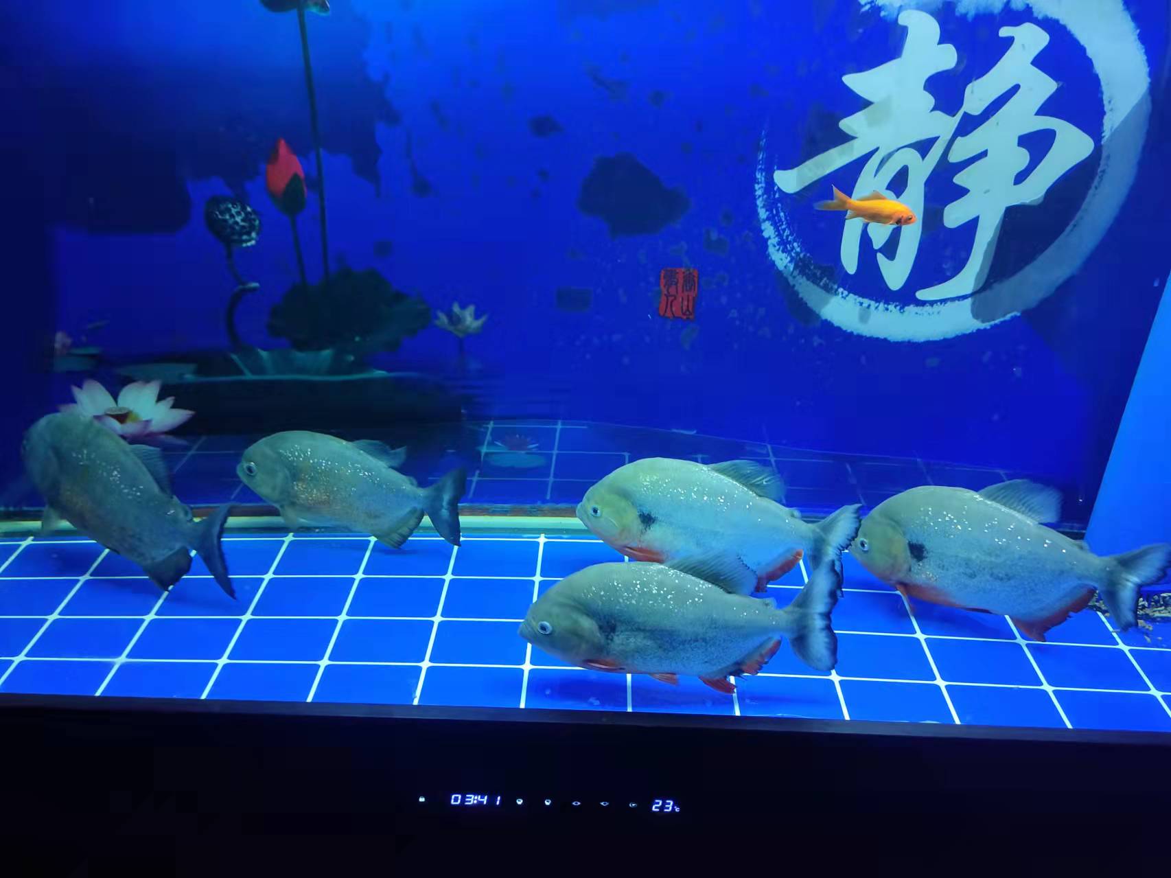 哪种观赏鱼最好养又不挑食,观赏鱼怎么不吃食