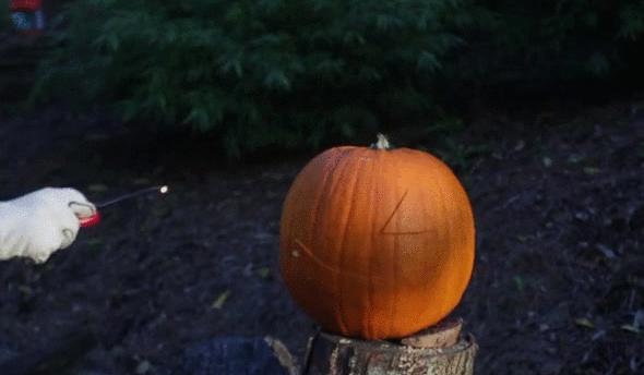 真实大象图片大全可爱,真实野生大象图片