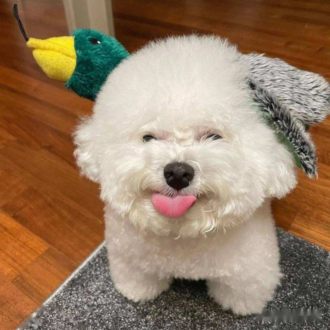 怎么判断比熊喜不喜欢你,比熊对你嗷嗷叫