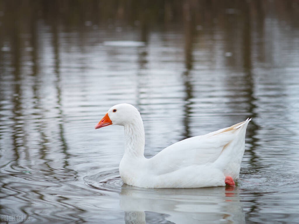 骆宾王的咏鹅你真的读懂了吗,骆宾王儿时写的咏鹅