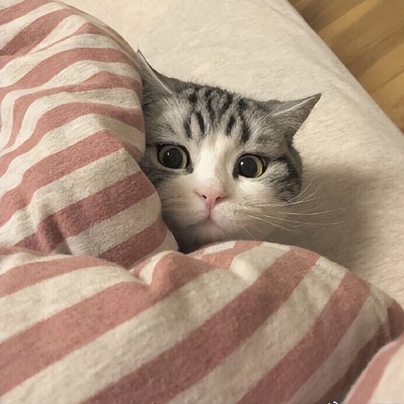 猫咪吃猫草导致的肠胃受损吃啥药,猫咪肠胃不舒服可以吃鸡胸肉吗