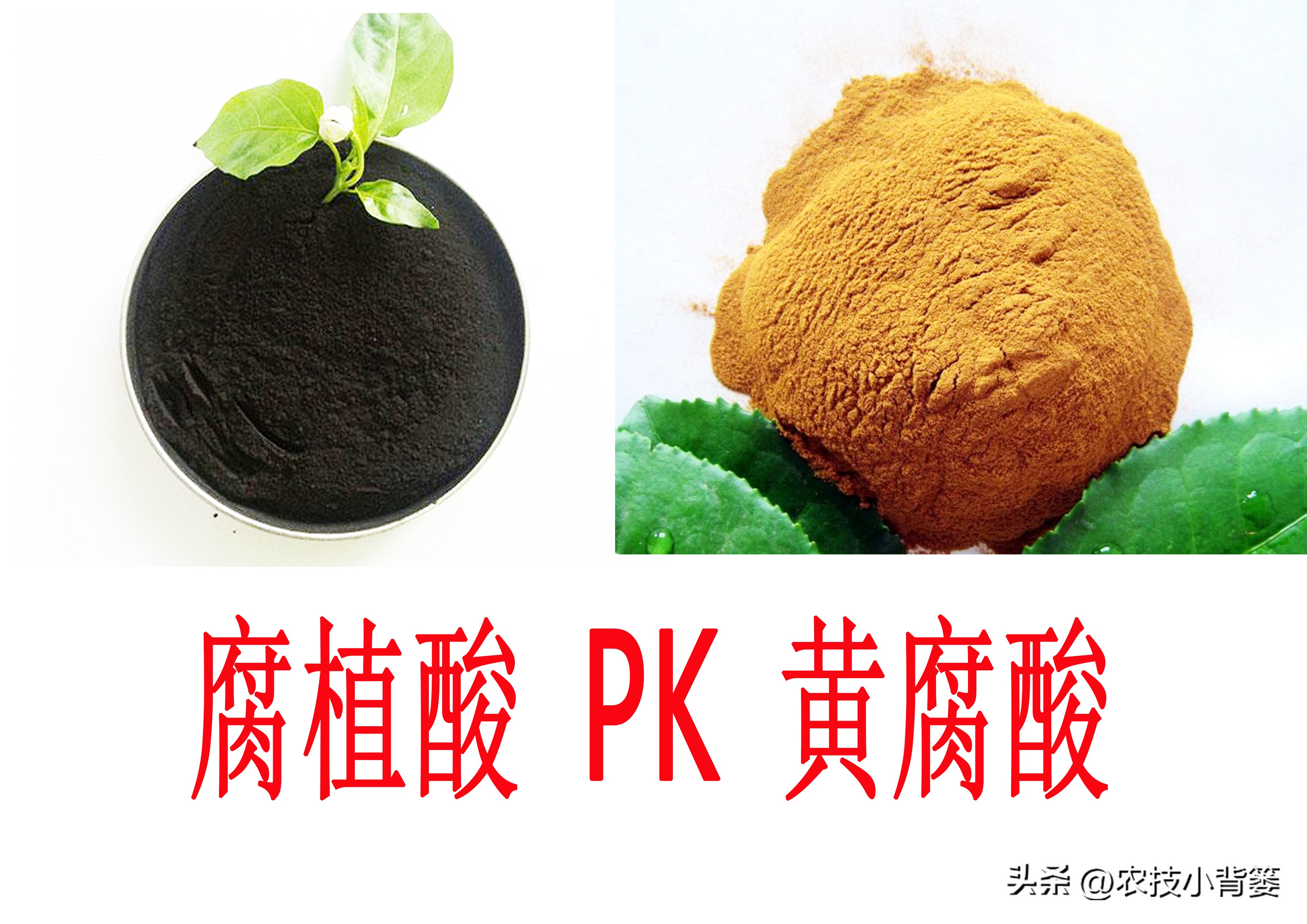 黄腐酸和腐植酸的区别是什么,黄腐酸与腐植酸有什么区别