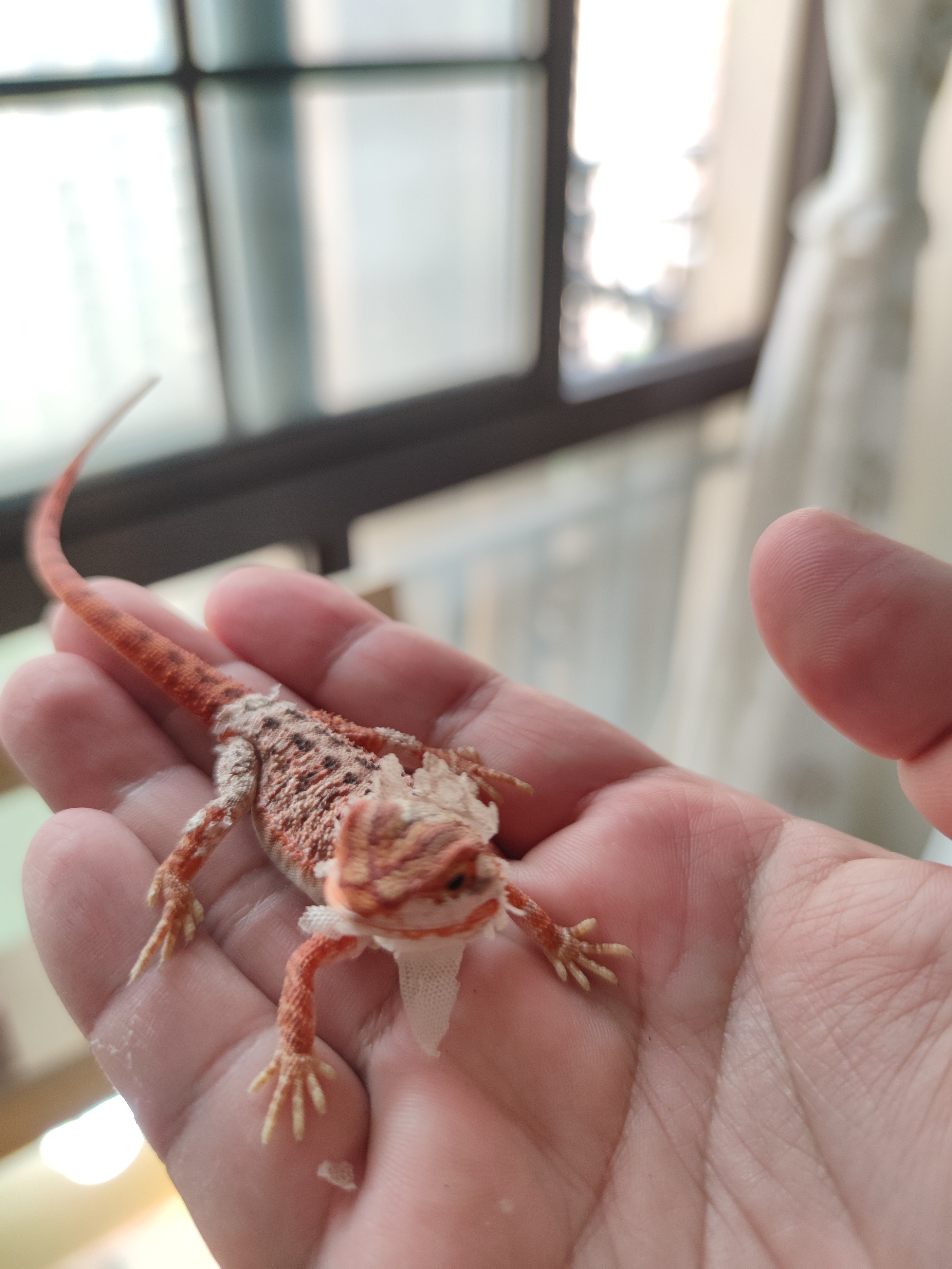 宠物蜥蜴品种鬃狮蜥,鬃狮蜥冷门吗