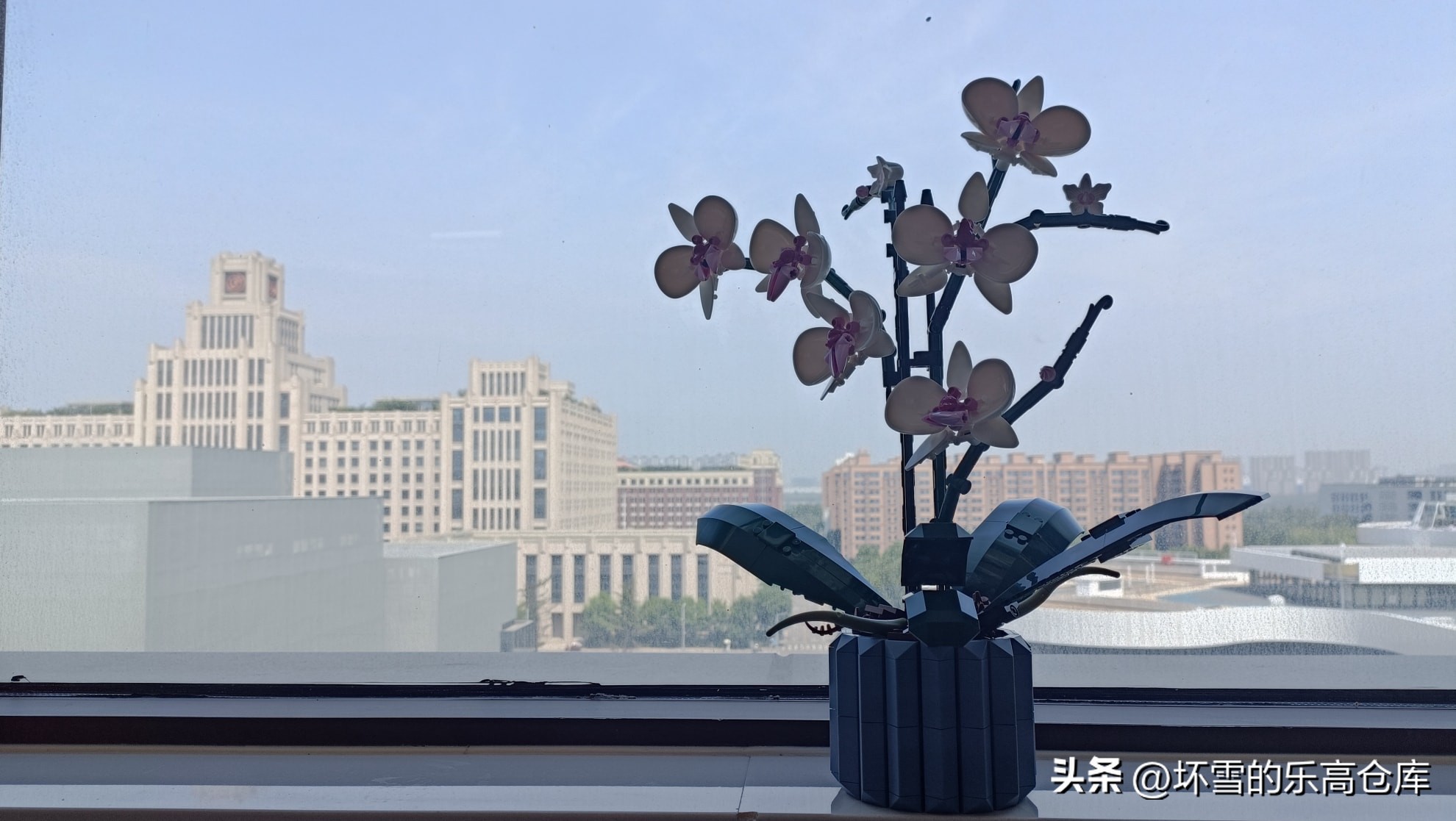 乐高兰花图片及价格,乐高兰花测评