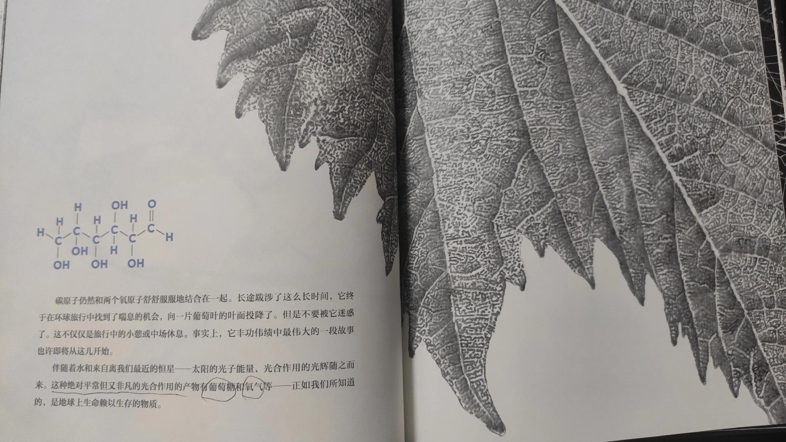 元素周期表揭示了物质世界的秘密,一个原子的旅行绘本