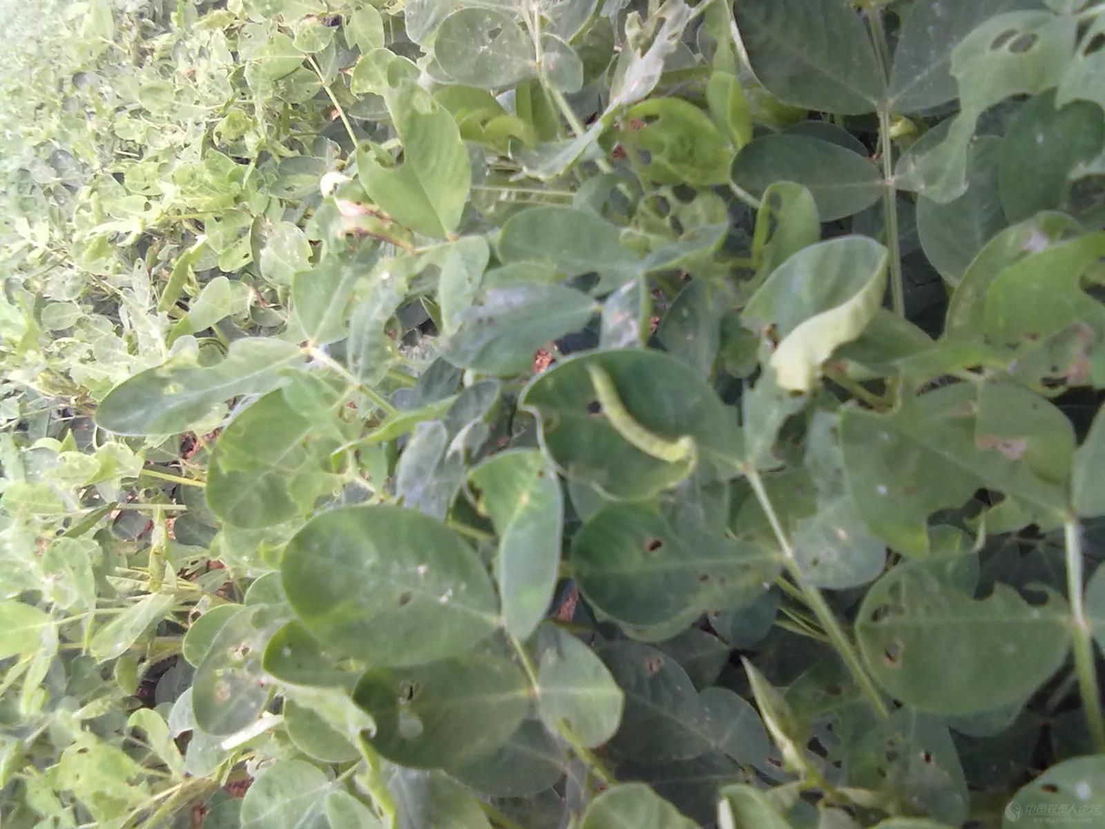 花生、蔬菜青虫打不死，那是用错了药，用好3个方案可快速搞定