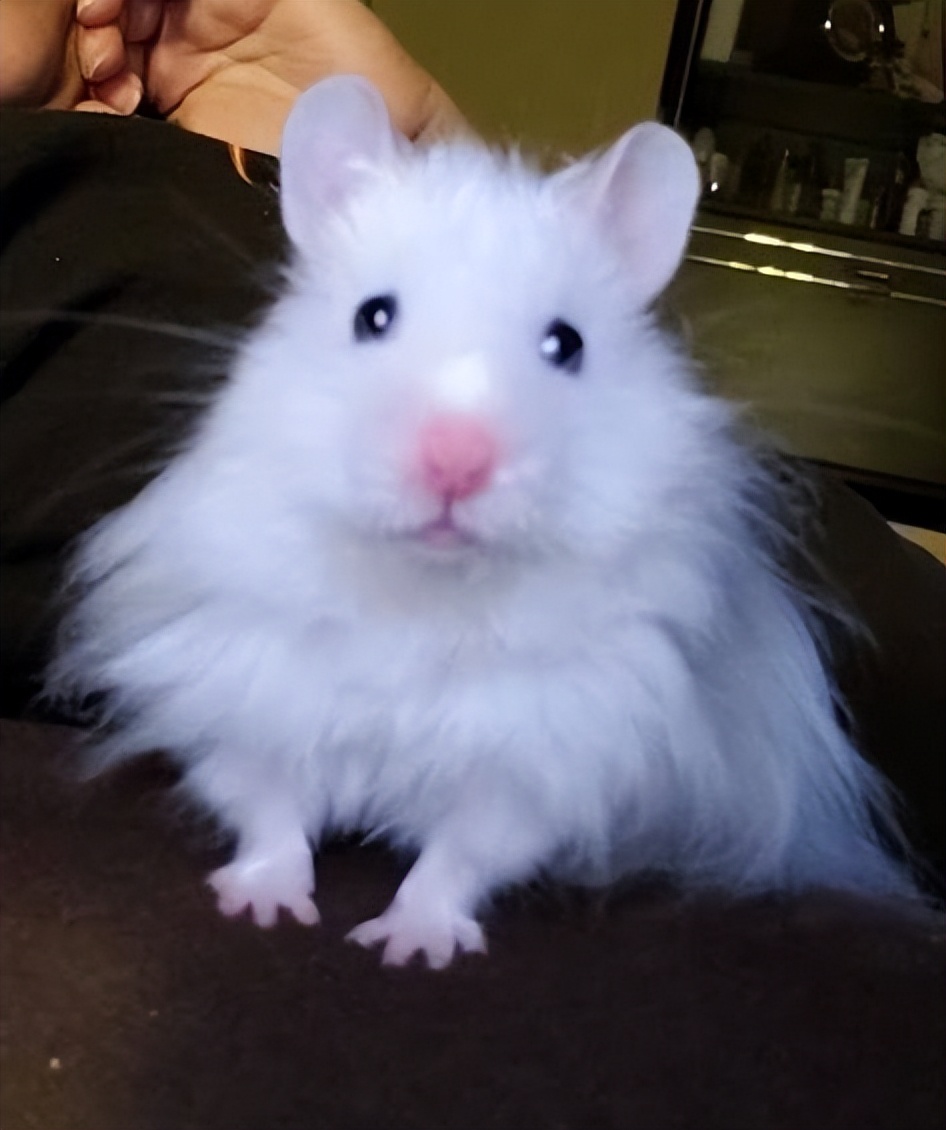 仓鼠很可爱的时候,仓鼠可爱的时候