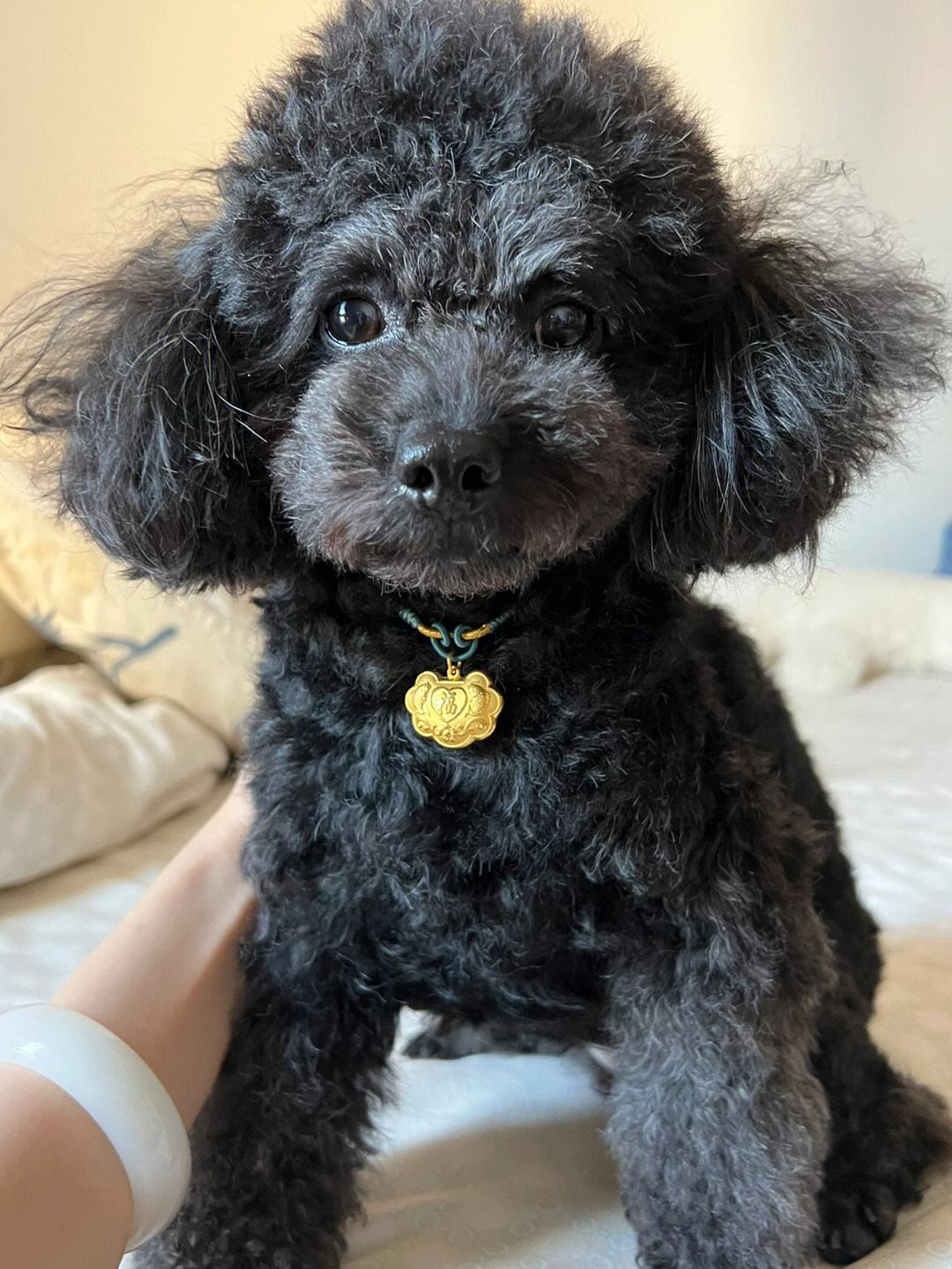 泰迪不建议养的原因,泰迪皮肤有黑色斑点什么原因