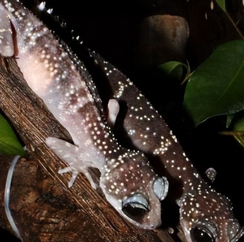 豹猫守宫断尾会长回来吗,豹猫守宫蜕皮要注意什么