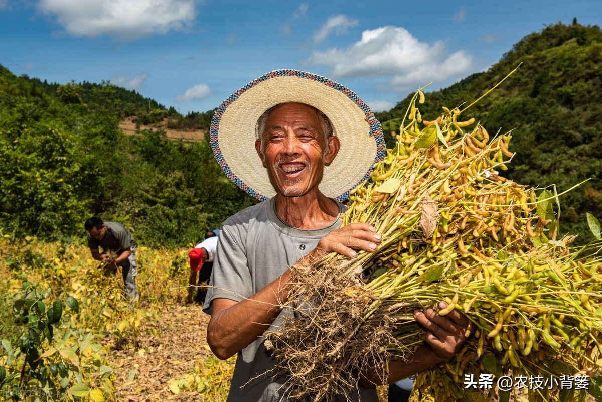 种大豆施什么化肥大豆能高产,大豆高产打什么药水大豆饱满