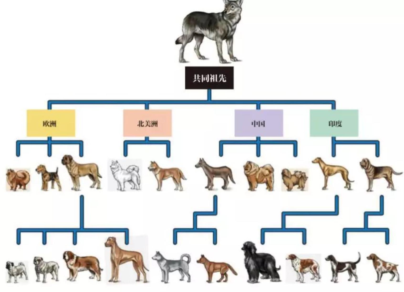 人类禁止*亲近**繁殖，为何要让狗“回交”？甚至品种越纯越好？
