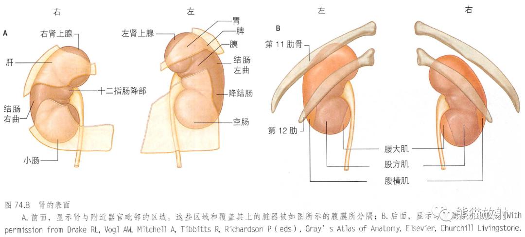 输尿管和髂血管解剖,脾胰解剖图
