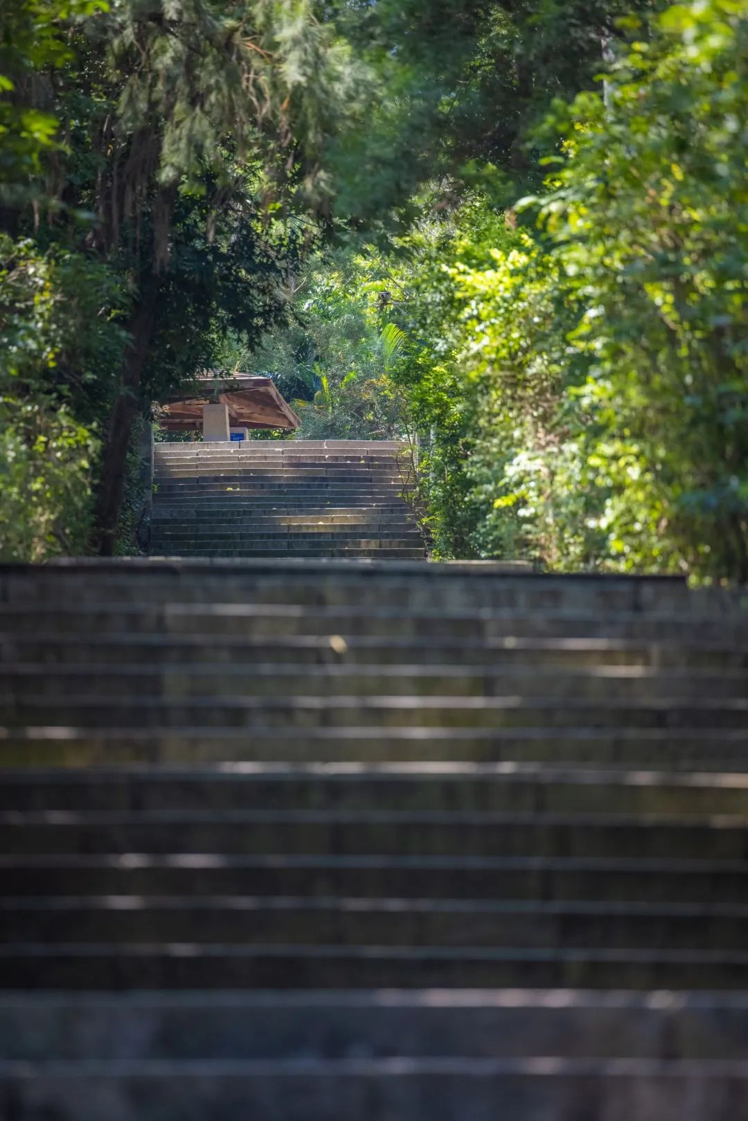 深圳凤凰山有条绿道叫什么,深圳凤凰山绿道旅游攻略
