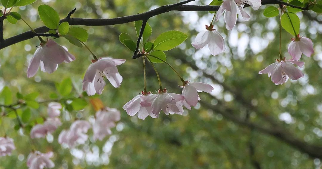 苏州宜居的地方是哪里,苏州是个宜居城市吗