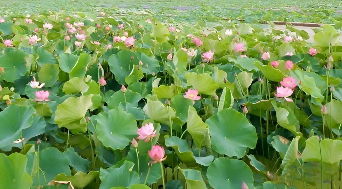 扶沟名字的由来,扶沟名的由来