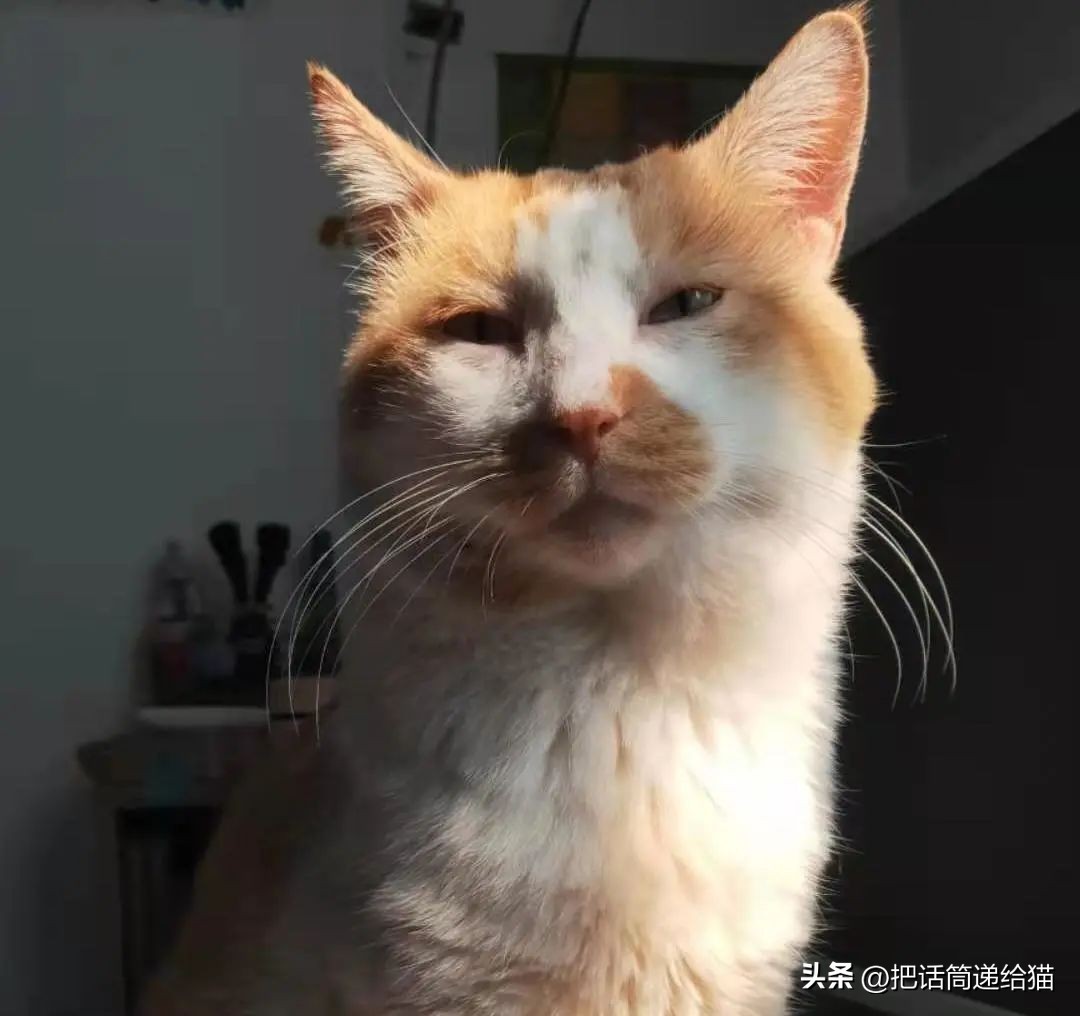 江苏偷猫事件,偷猫人被抓新闻