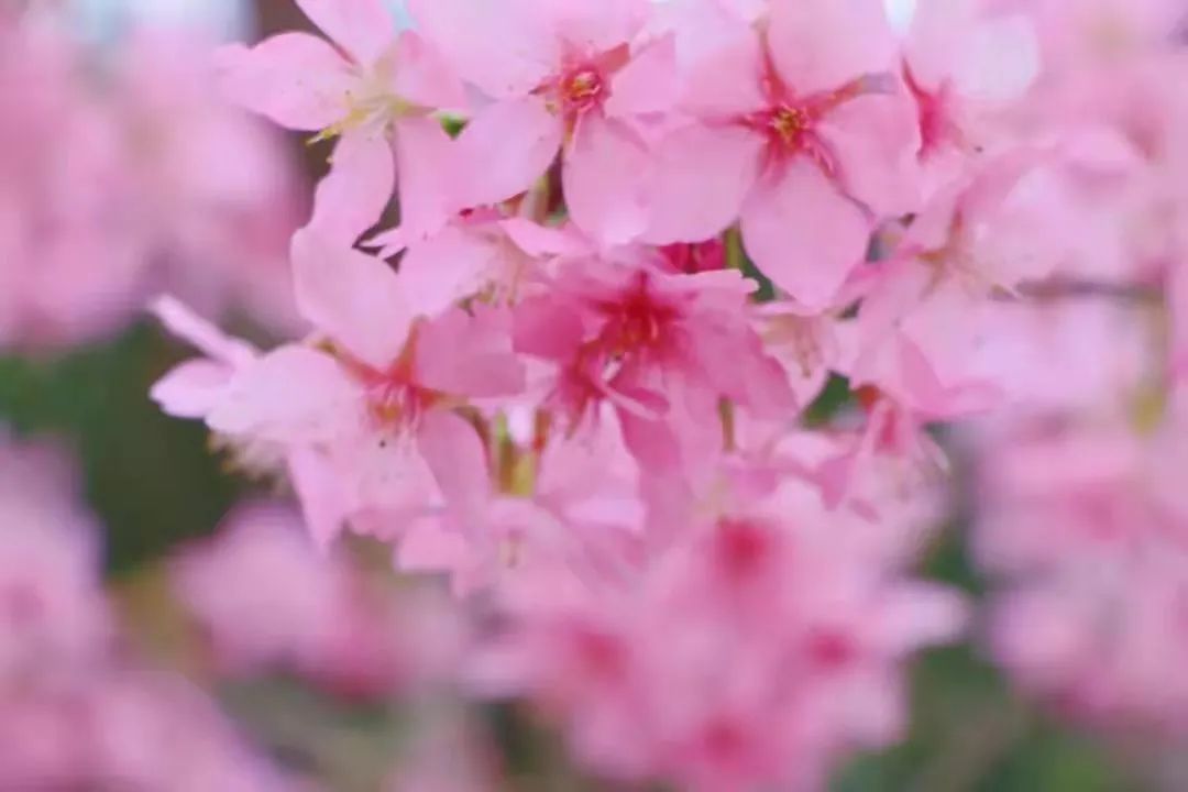 成都周边赏花烧烤一日游推荐免费,成都赏樱花露营