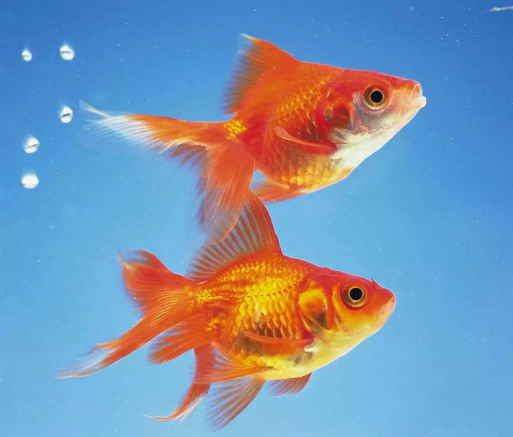 除了猫和狗还可以养的温顺宠物,除猫狗以外适合养的小宠物