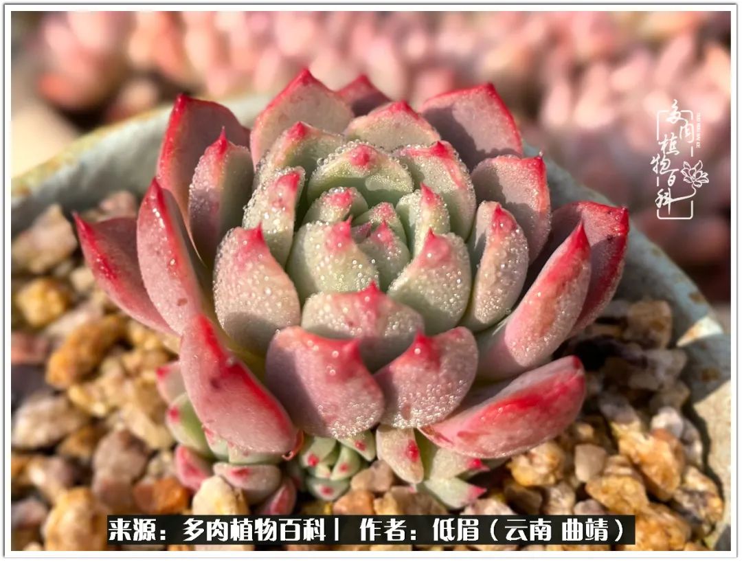 玉露多肉冬季分盆,玉露多肉怎样才能晶莹剔透